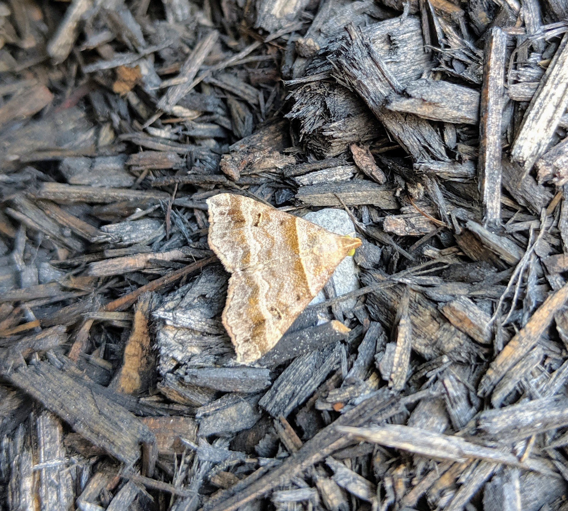 Mulch muncher_20190719.jpg